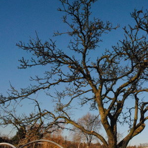 Obstbaumschnitt